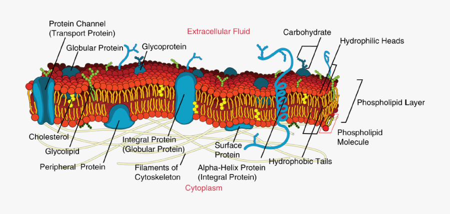 Plasma Cell Membrane, Transparent Clipart