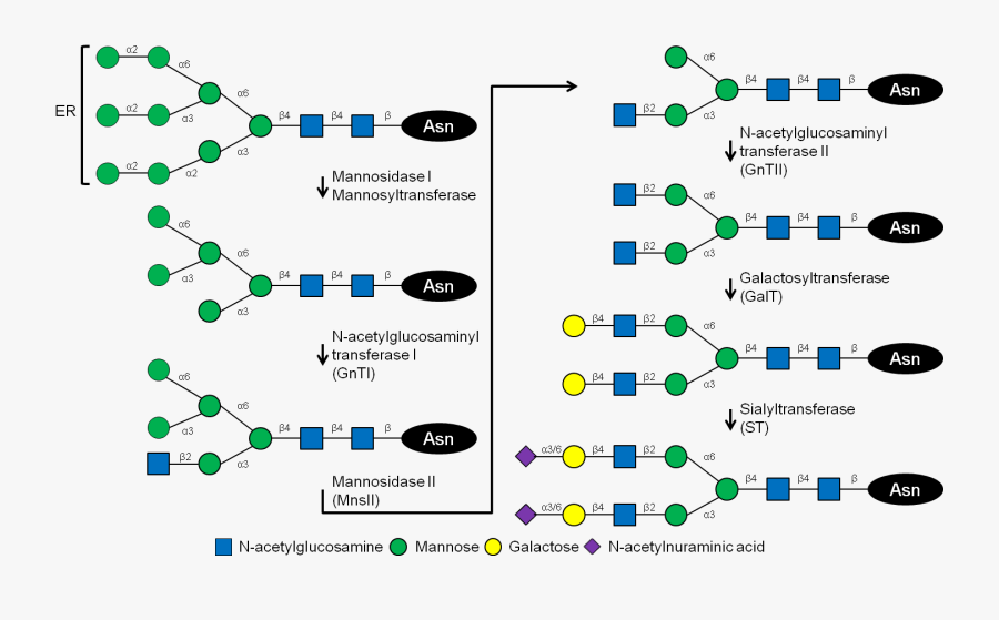 Glycosylation In Humans, Transparent Clipart