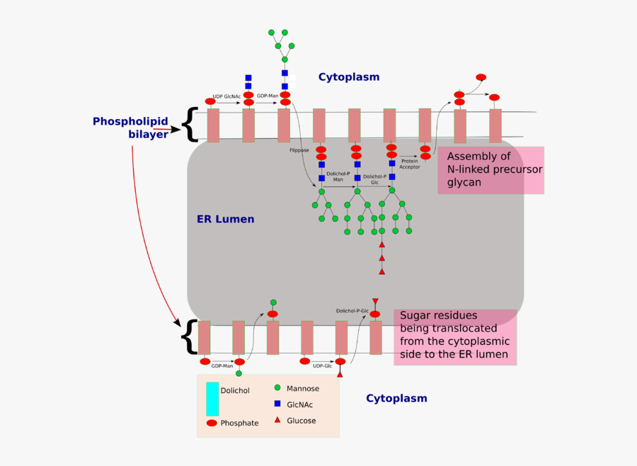 N Linked Glycosylation In Er, Transparent Clipart