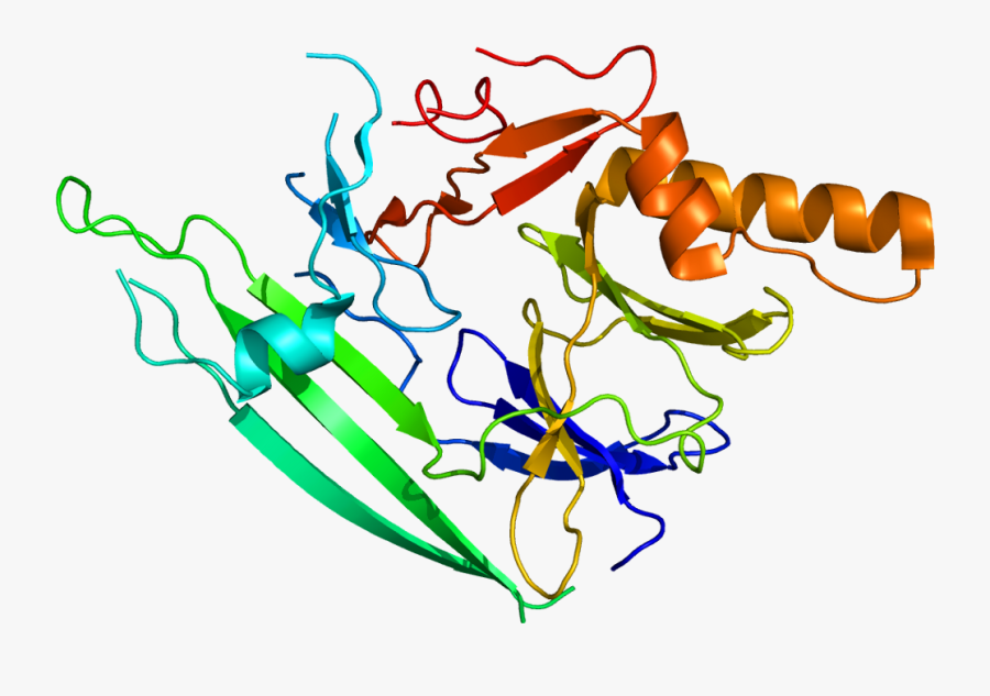 Protein Ern1 Pdb 2hz6 - Unfolded Proteins, Transparent Clipart