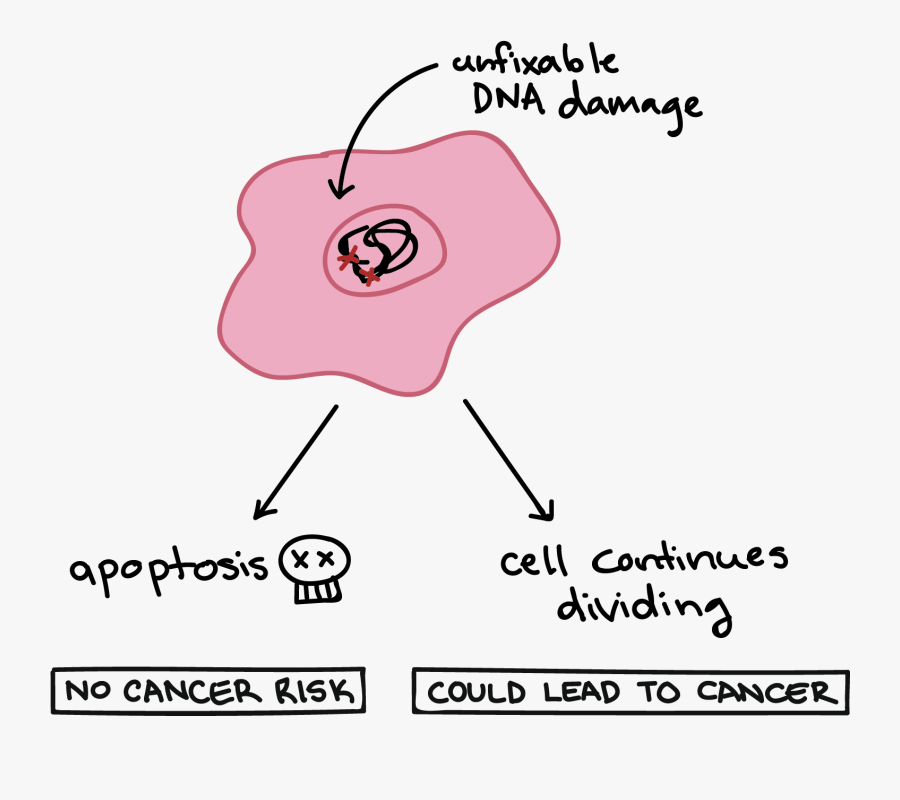 Apoptosis De Una Celula, Transparent Clipart
