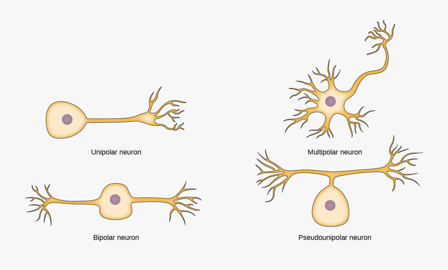 The Unipolar Cell Has A Single, Long Axon Extending - Unipolar Vs Pseudounipolar Neurons, Transparent Clipart