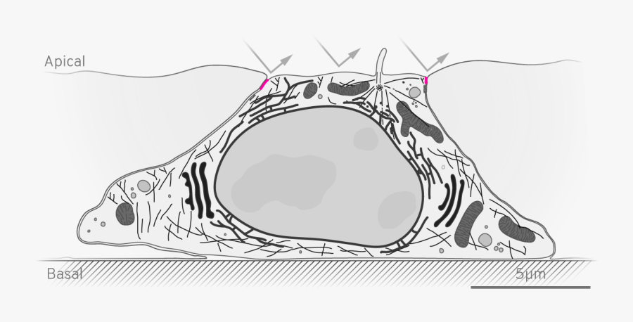 Illustration, Transparent Clipart