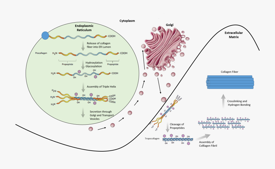 Assembly Of Procollagen Begin With The Translation, Transparent Clipart