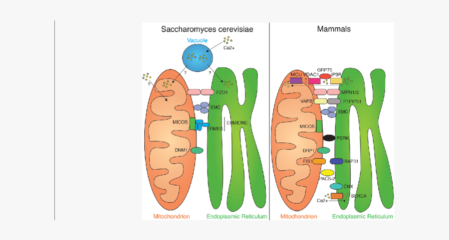 Mitochondria Transparent Cartoon - Peri Mitochondrial Endoplasmic Reticulum, Transparent Clipart