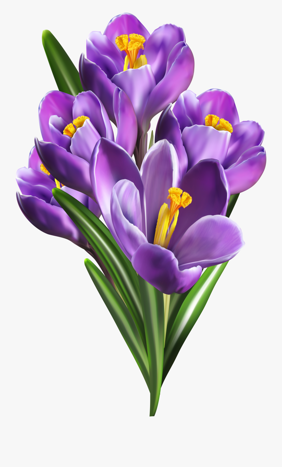 Clipart Spring Crocus - Saffron Flower Png, Transparent Clipart