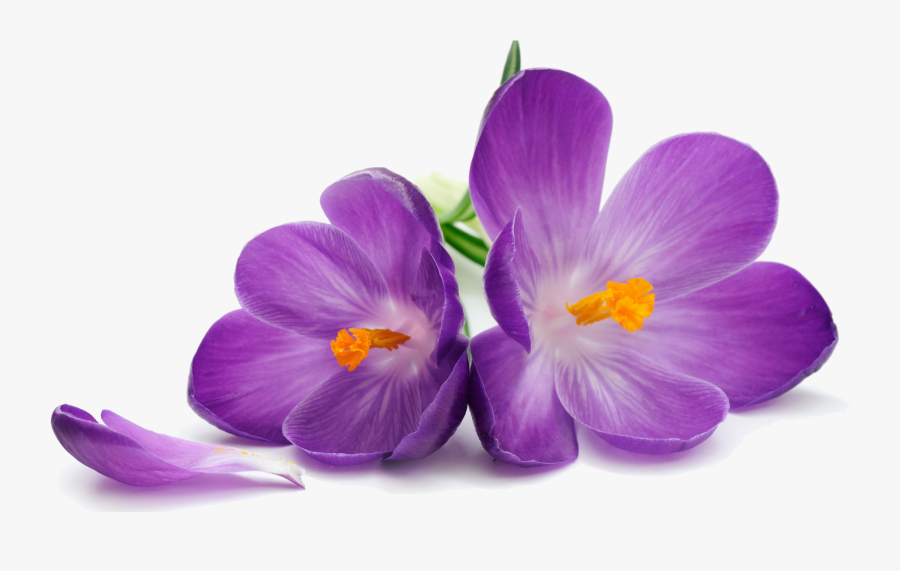 Crocus Png Transparent Image - Lavender Flower In Png, Transparent Clipart