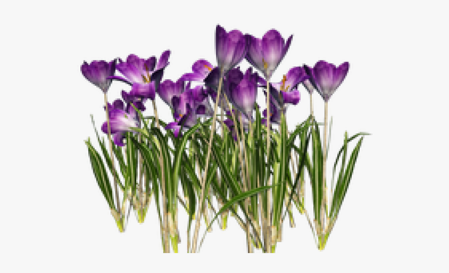 Crocus Clipart, Transparent Clipart