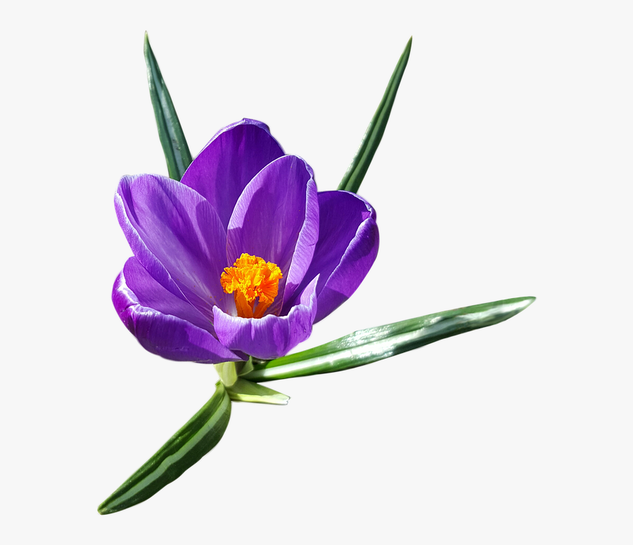 Crocus Transparent Background - Крокус Пнг, Transparent Clipart