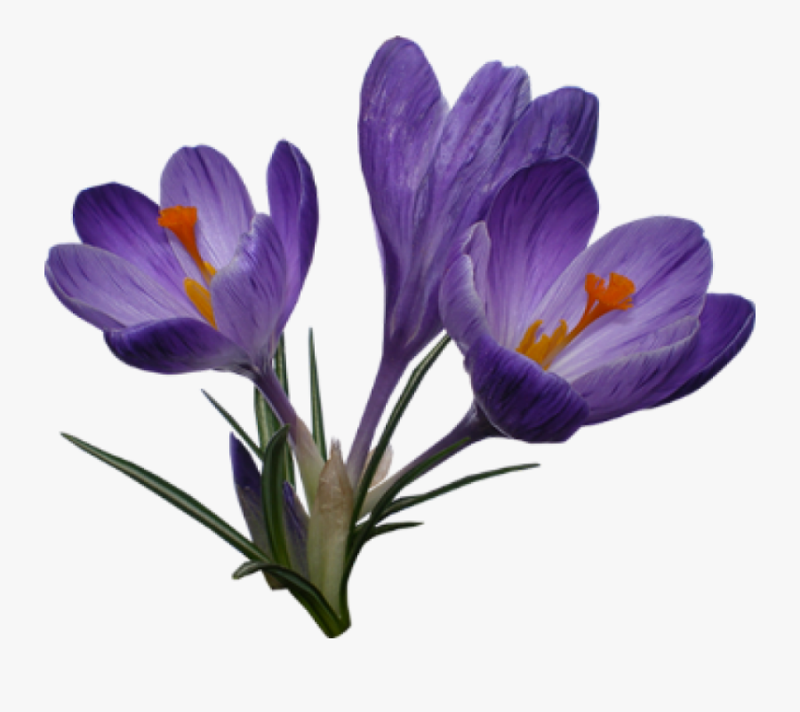 Free Png Images - Crocus Png, Transparent Clipart