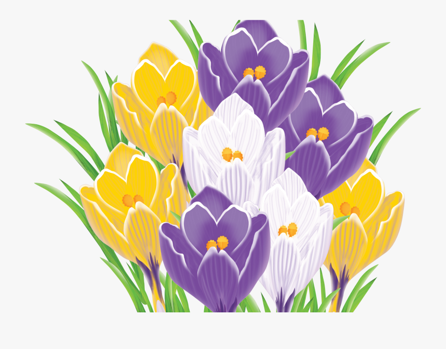 Spring Crocus, Transparent Clipart