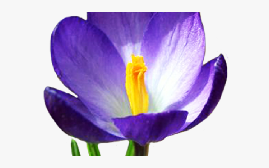 Crocus Clipart Calendar - Spring Flower Transparent Background, Transparent Clipart