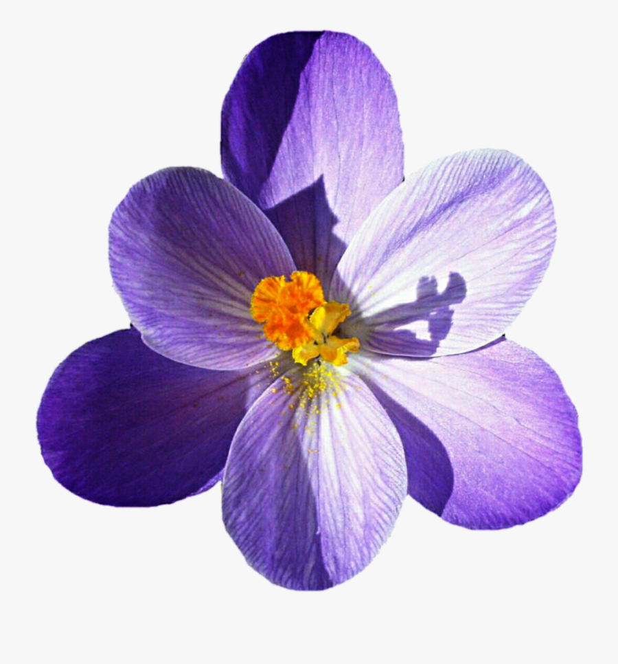 Crocus Png Picture - Crocus Png, Transparent Clipart