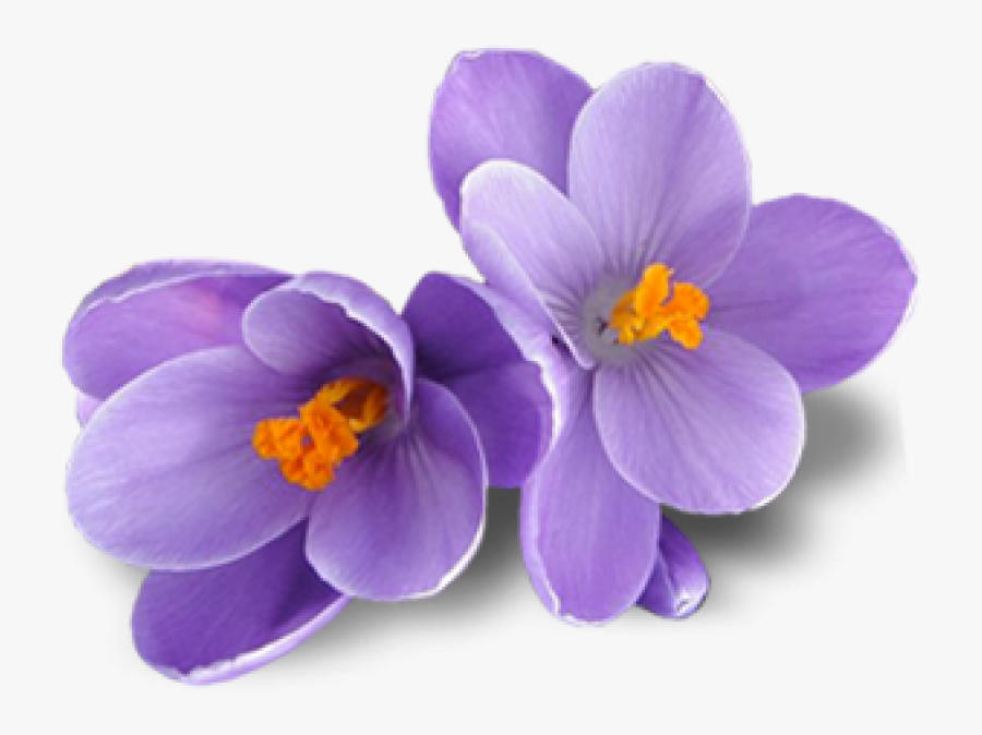 Free Png Crocus Png Images Transparent - Transparent Saffron Flower Png, Transparent Clipart