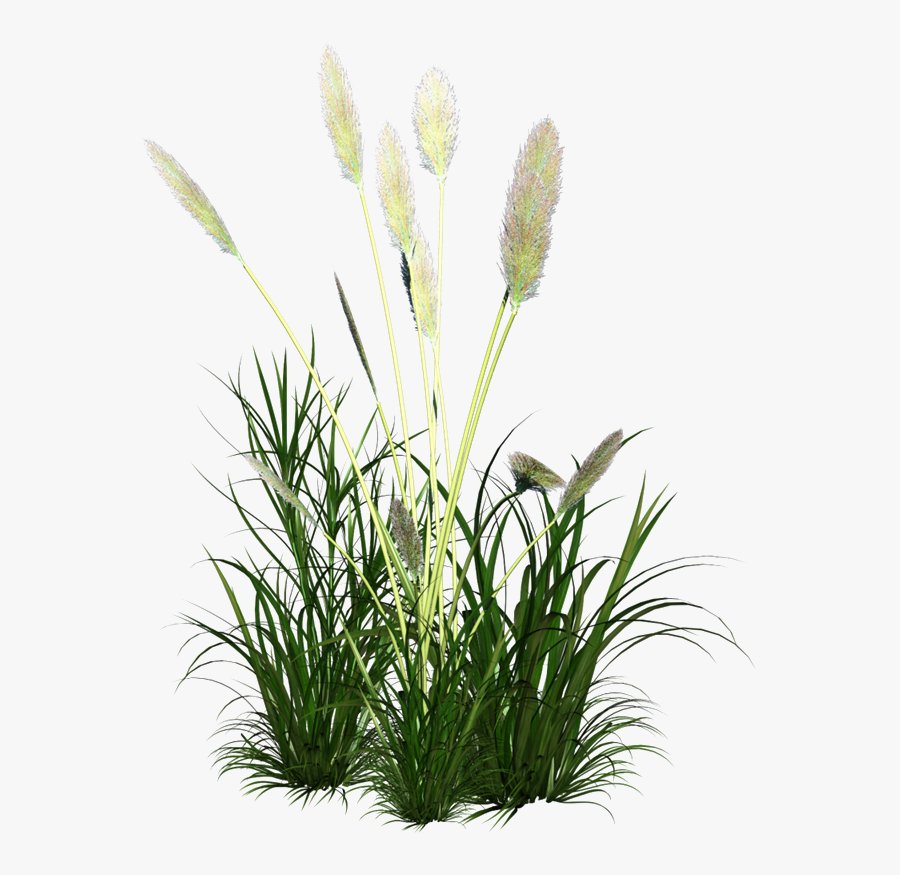 Ornament Grass Reed Icon Free Frame Clipart - Tall Grass, Transparent Clipart