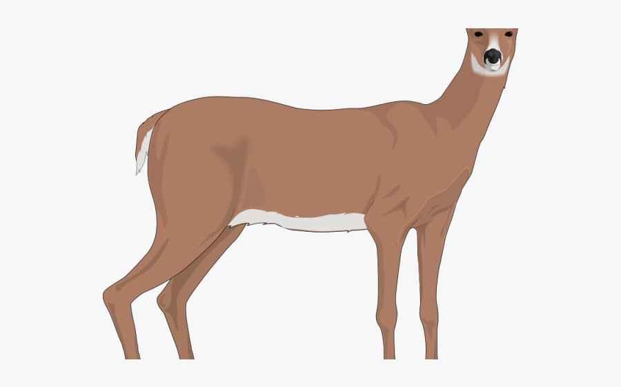 Buck Clipart Wild Deer - Deer Predation Or Starvation Chart Answers, Transparent Clipart