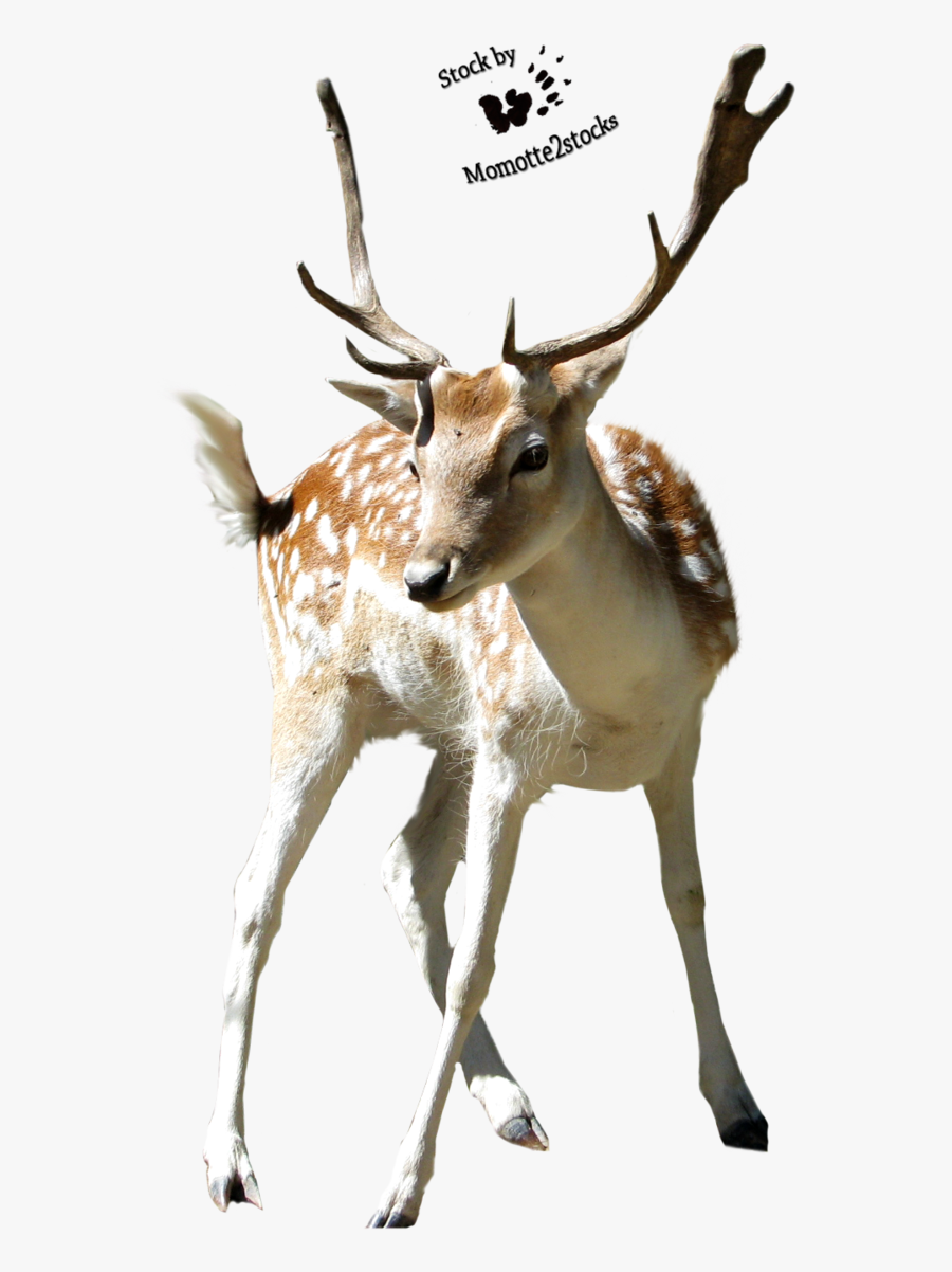 Deer, Transparent Clipart