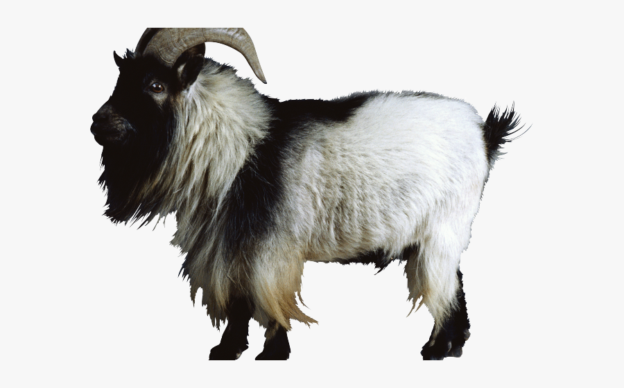 Transparent Background Goat Png, Transparent Clipart