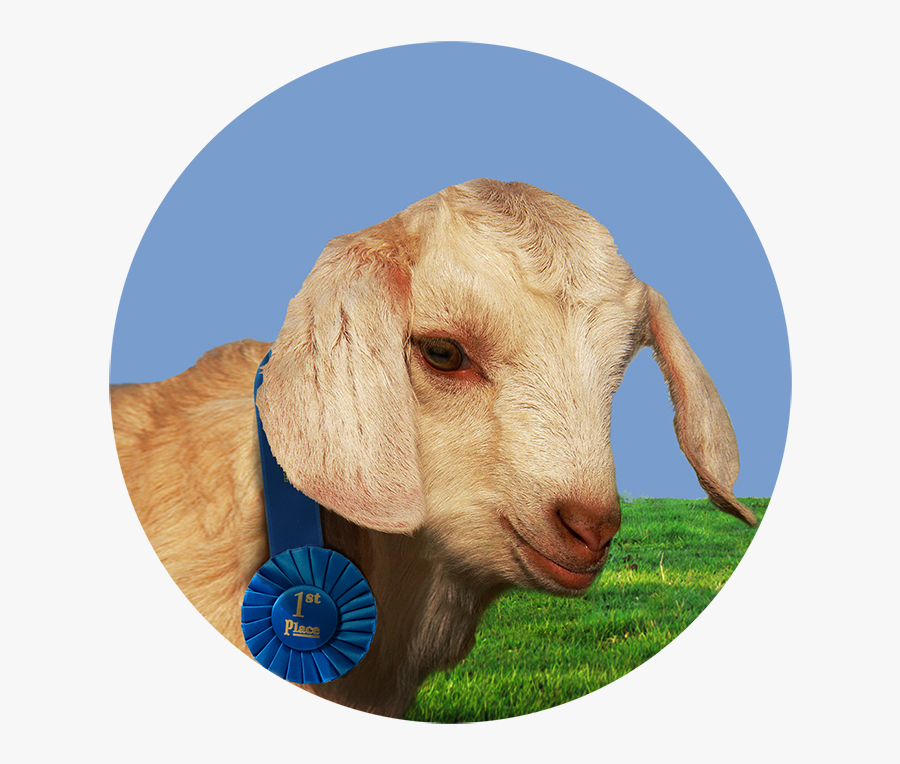 Danny"s At The Fair - Goat Kid, Transparent Clipart
