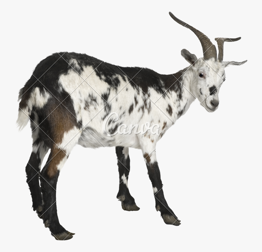 Clip Art Rove Goat - Female Goat Three Years Old, Transparent Clipart