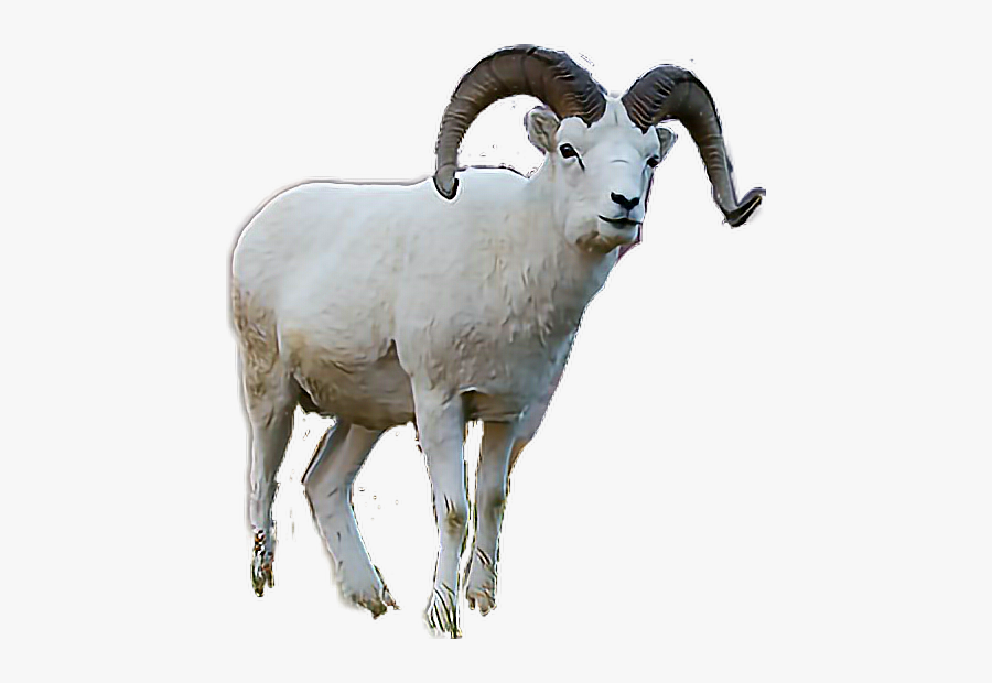 #ram #mountaingoat - Horn, Transparent Clipart