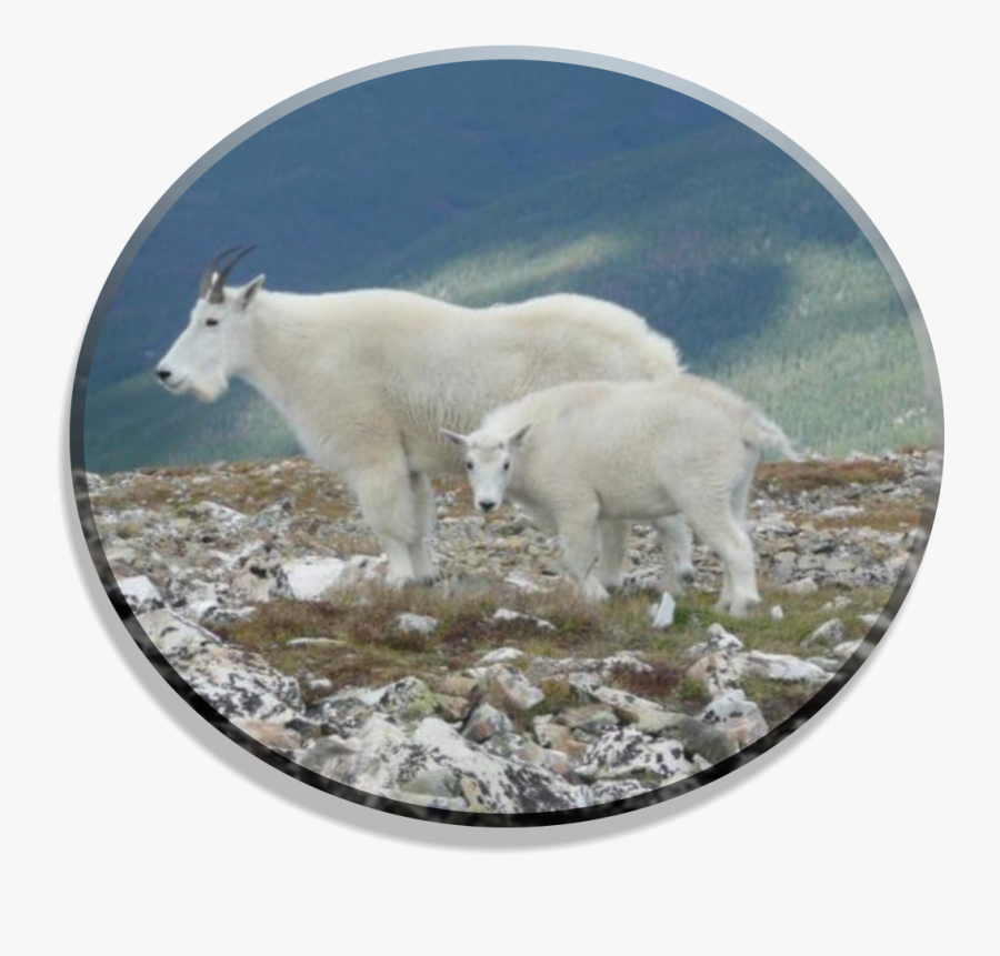 Retrieved From Http - Mountain Goat, Transparent Clipart