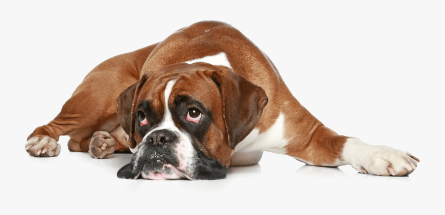 Boxer Dog Get Well, Transparent Clipart