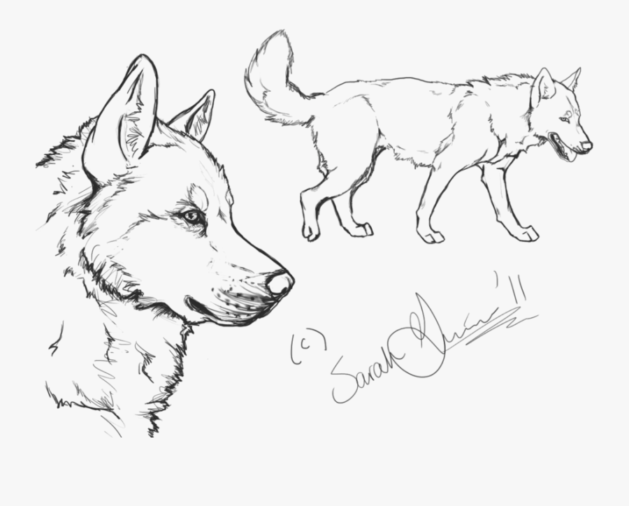 White Fang Coloring Pages, Transparent Clipart