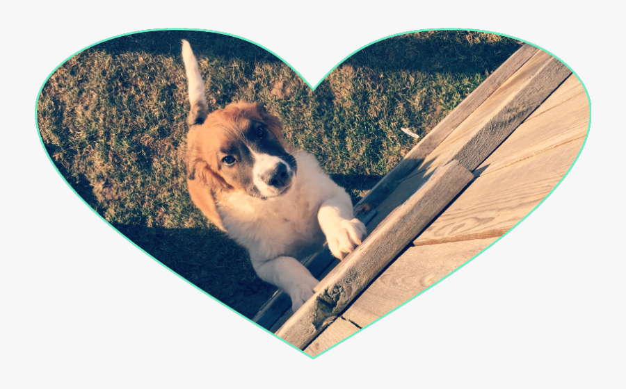 Pumba Myworld Freetoedit - St. Bernard, Transparent Clipart