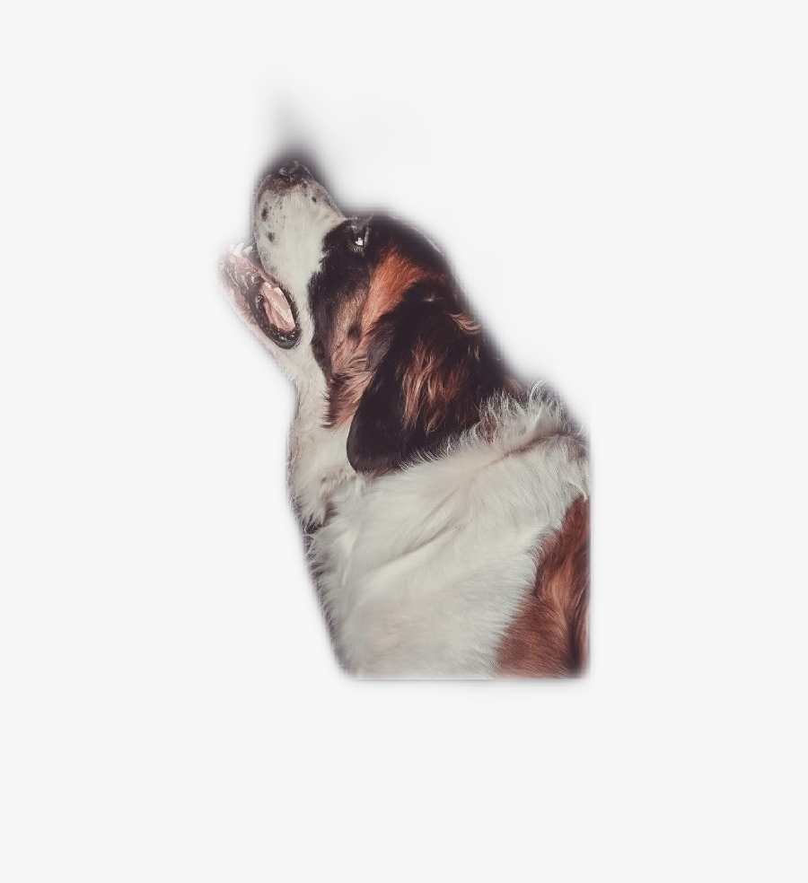 Senna Freetoedit - St. Bernard, Transparent Clipart
