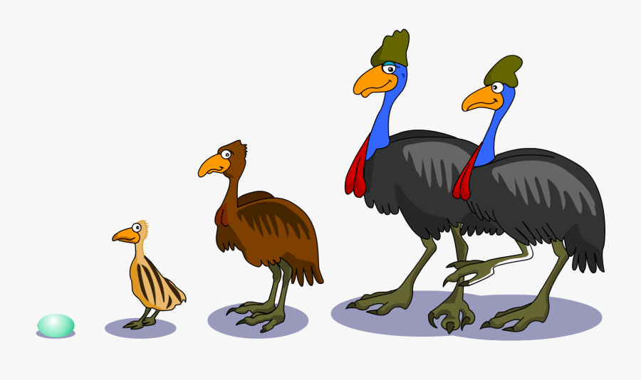 Cassowary Sanctuary The Male - Southern Cassowary Life Cycle Of A Cassowary, Transparent Clipart