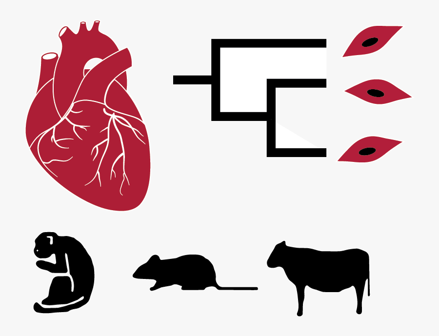 Phenotypic Differences Between Species Are Driven By - Realistic Vector Heart, Transparent Clipart