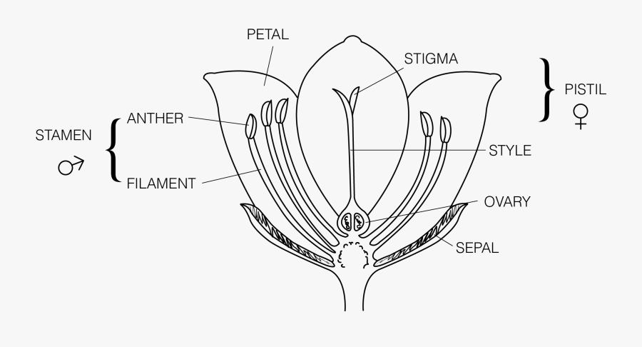 Pollination Clipart Diagram - Parts Of A Flower To Label, Transparent Clipart