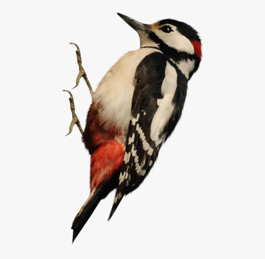 Woodpecker Png - Клипарт Птицы На Прозрачном Фоне, Transparent Clipart