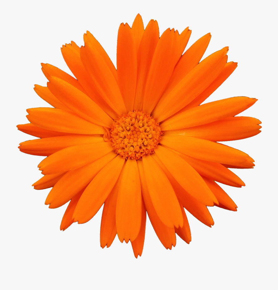 Petals Nature Flowers Petalsflower - Gerbera Black, Transparent Clipart