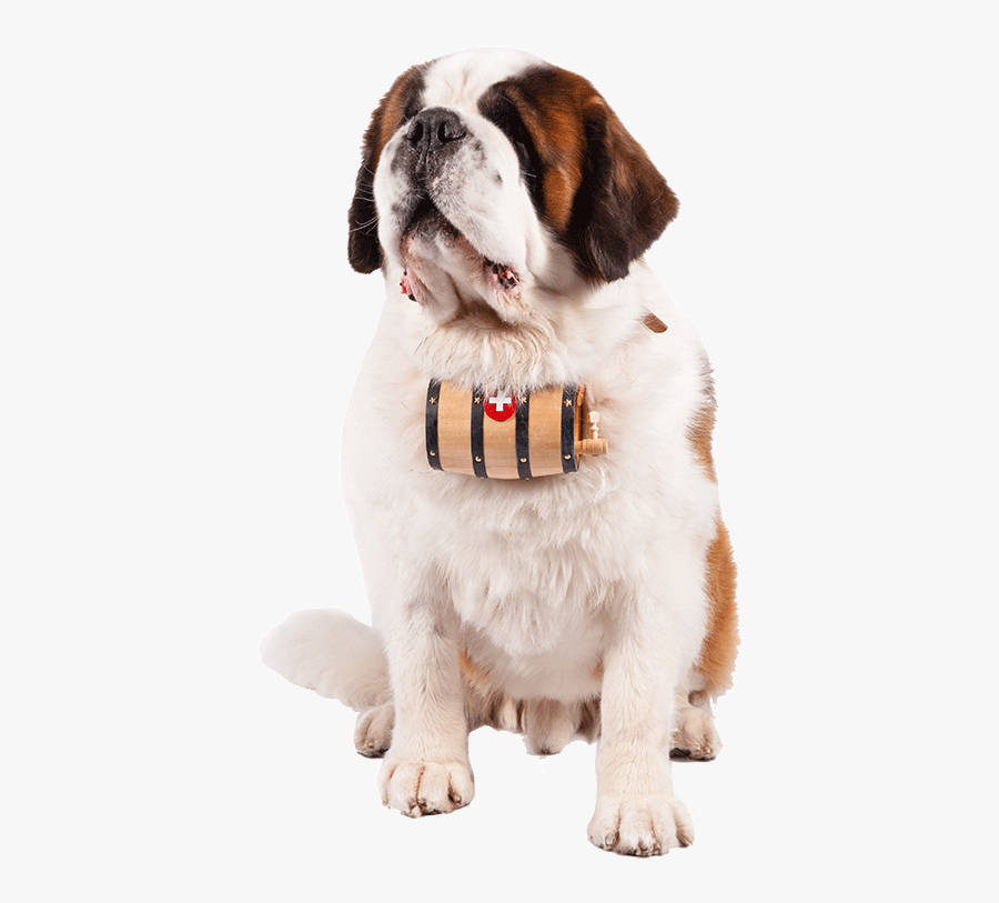 Saint Bernard Clipart Transparent Background - Dog Catches Something, Transparent Clipart