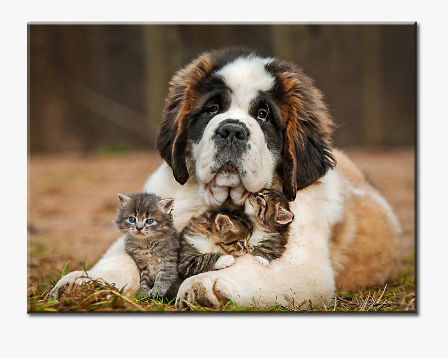 Clip Art Saint Dog Kitten Puppy - Puppy Saint Bernard Dog, Transparent Clipart