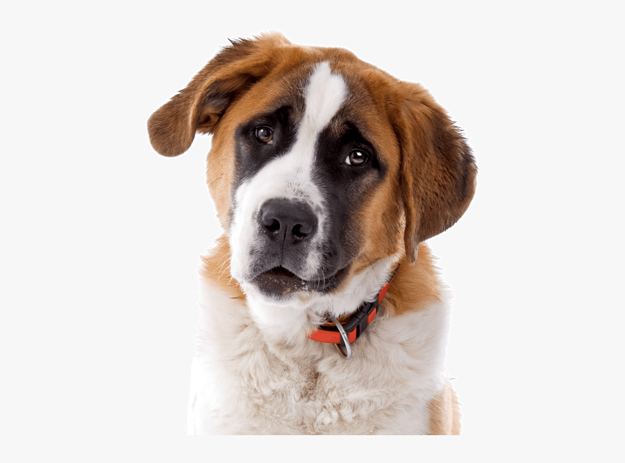Clip Art Puppies Dogs St Bernard - St. Bernard, Transparent Clipart