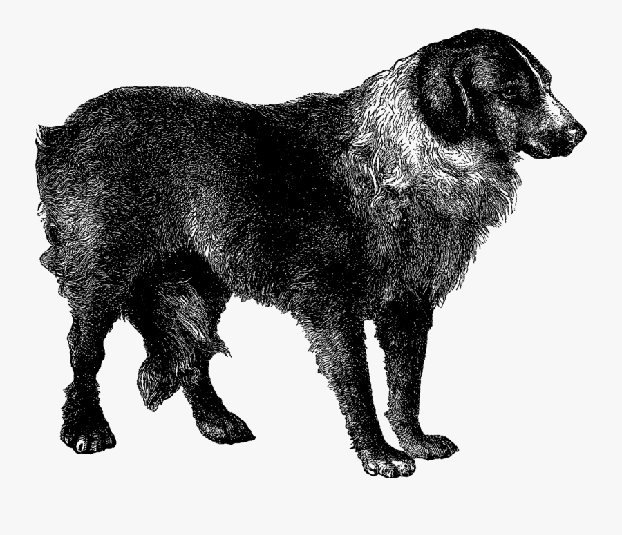 Saint Bernard Clipart, Transparent Clipart