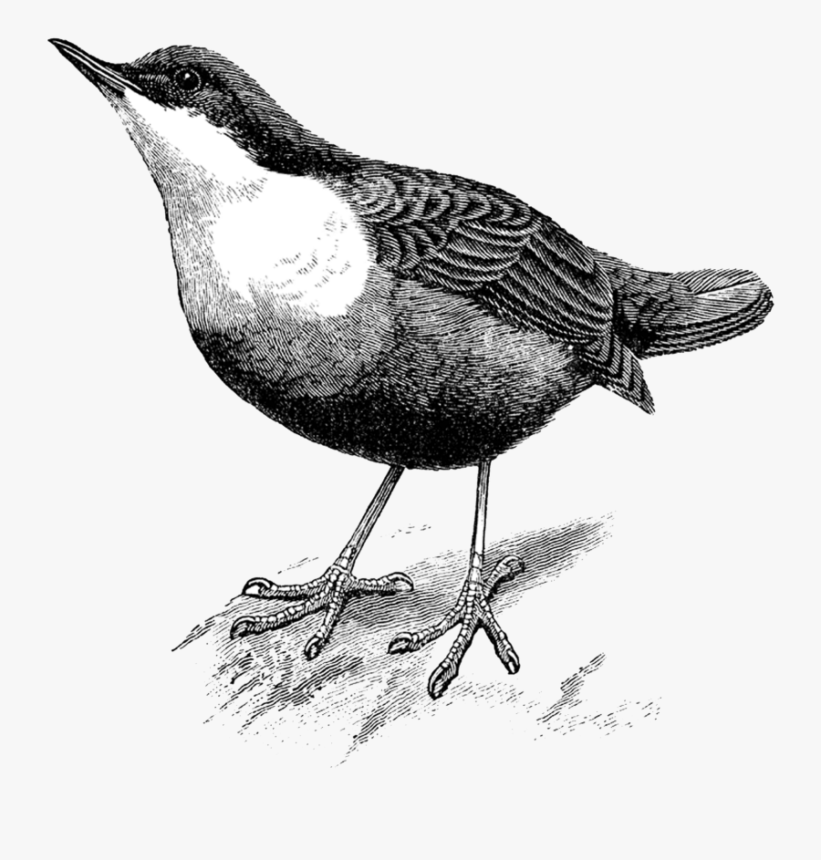Bird, Transparent Clipart