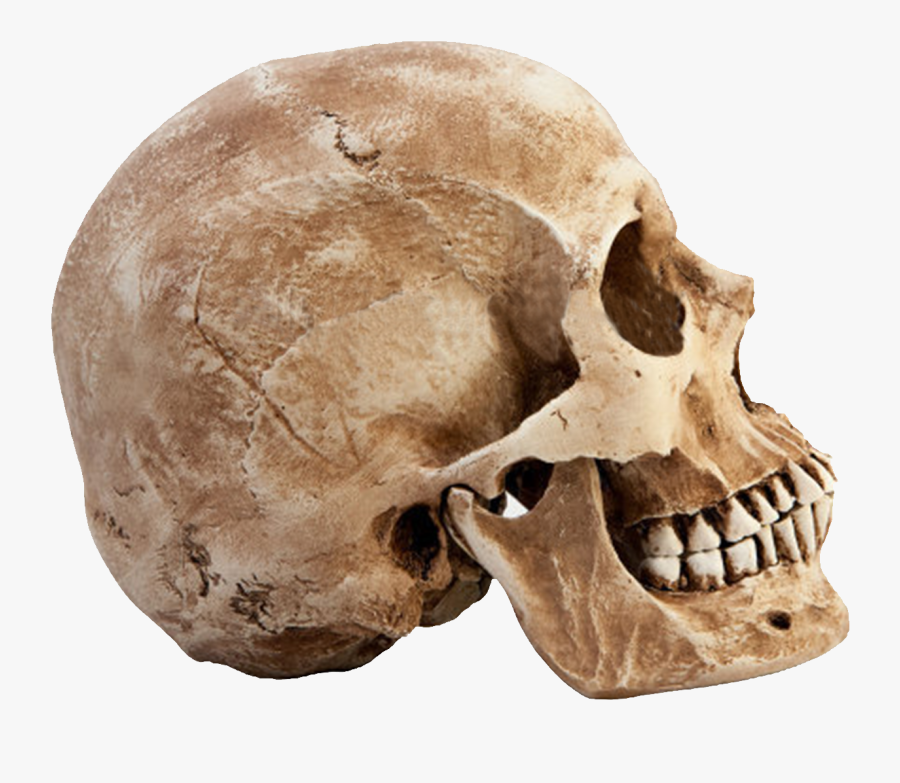 Skull Png - Human Skull Profile View, Transparent Clipart