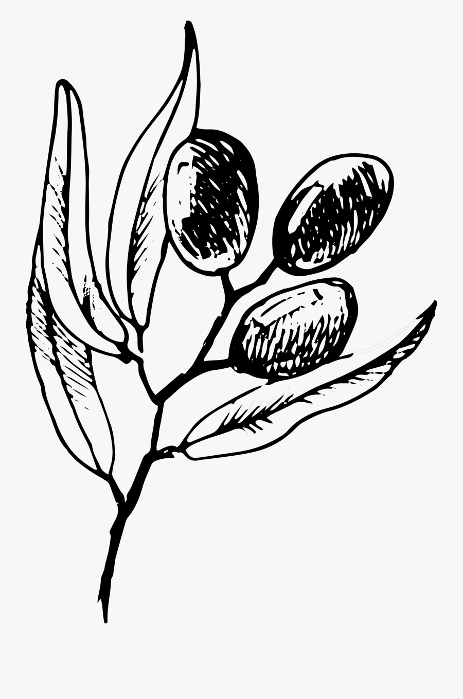 Bud Drawing Practice - Olive Branch, Transparent Clipart
