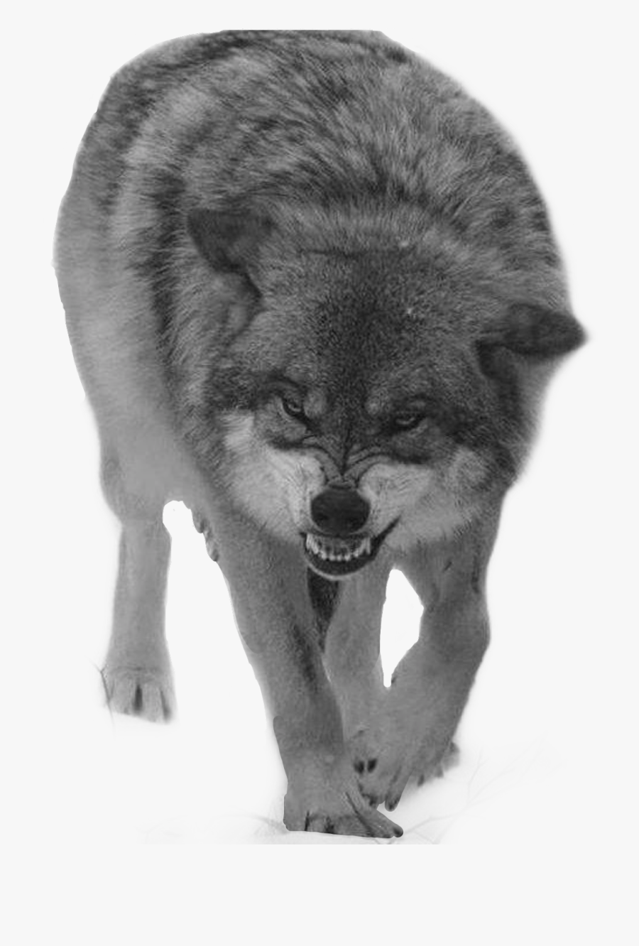 #wolf #angry #snow #storm #fear #fearless #army #grey - Wolf Coming At You, Transparent Clipart