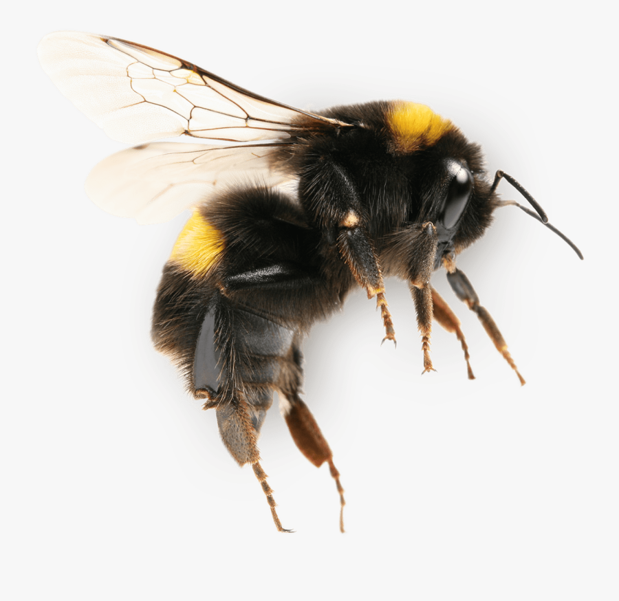 Transparent Bumblebee Png - Bumble Bee Png, Transparent Clipart