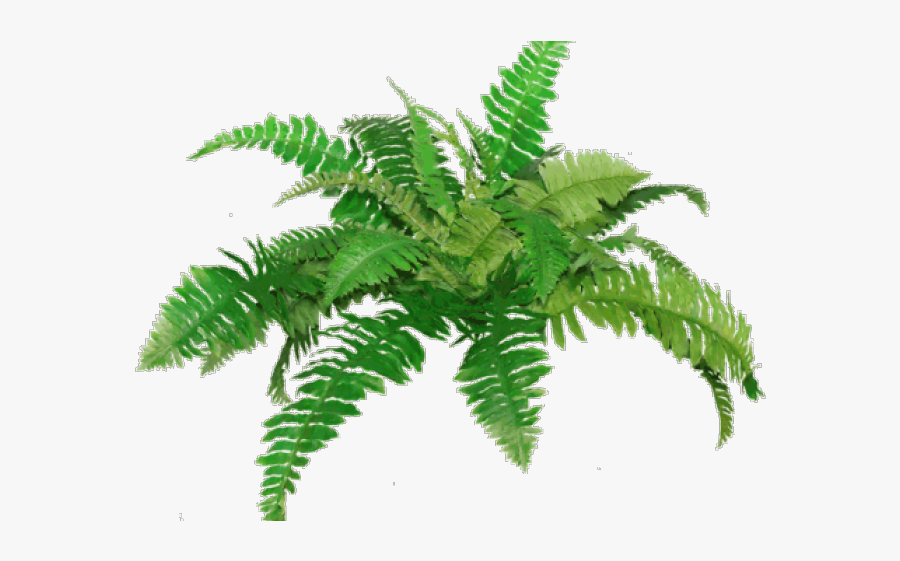 Fern Clipart Fern Plant Fern Png Free Transparent Clipart Clipartkey Fern Clipart Fern Plant Fern Png Free Transparent Clipart Clipartkey