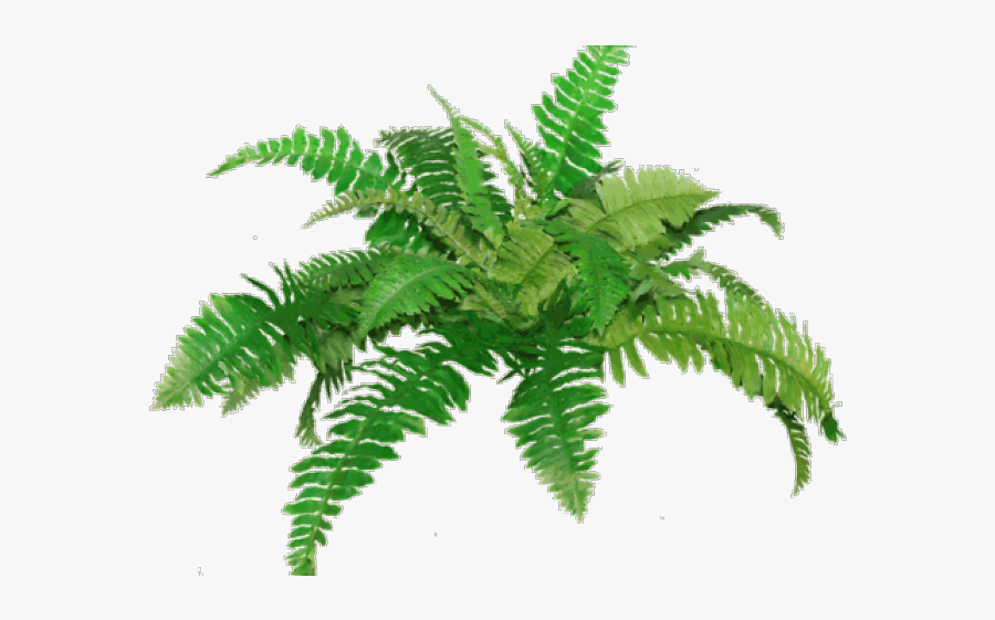 Fern Clipart Fern Plant - Fern Png, Transparent Clipart