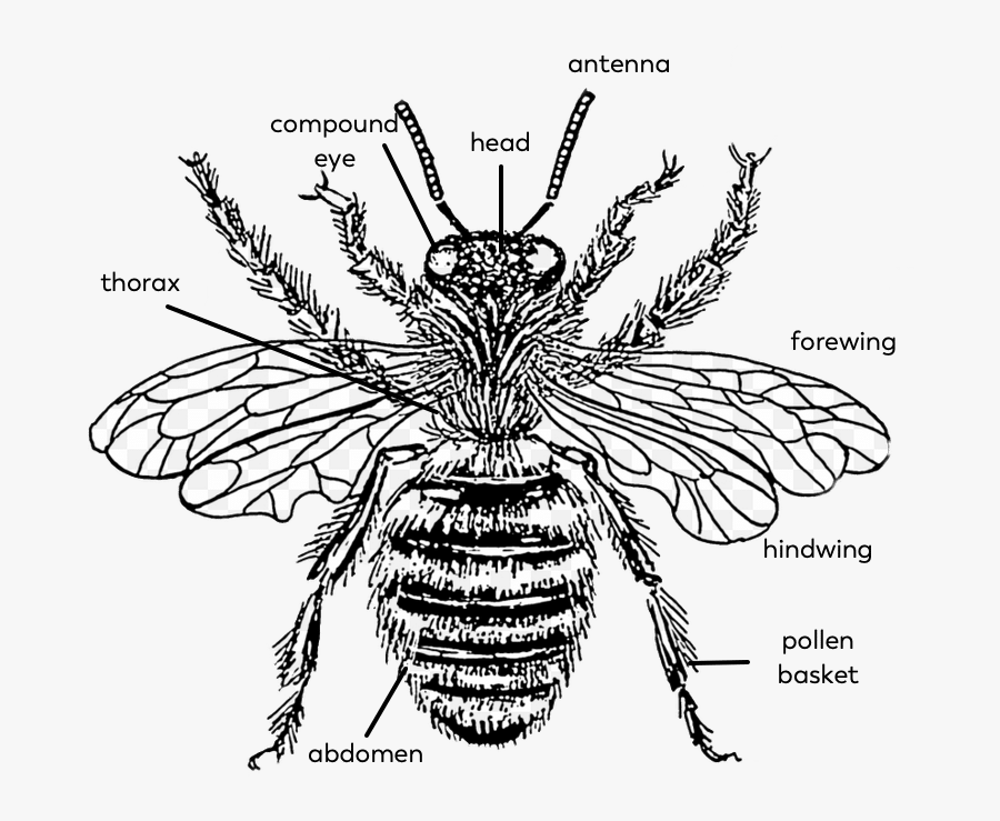 Bee-parts - Transparent Background Vintage Bee Clipart, Transparent Clipart