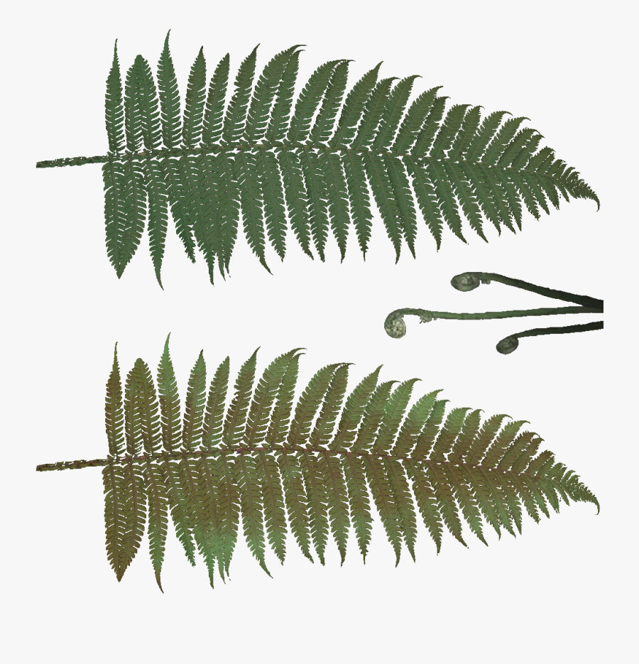 Transparent Ferns Png - Fern Leaf Texture Png, Transparent Clipart