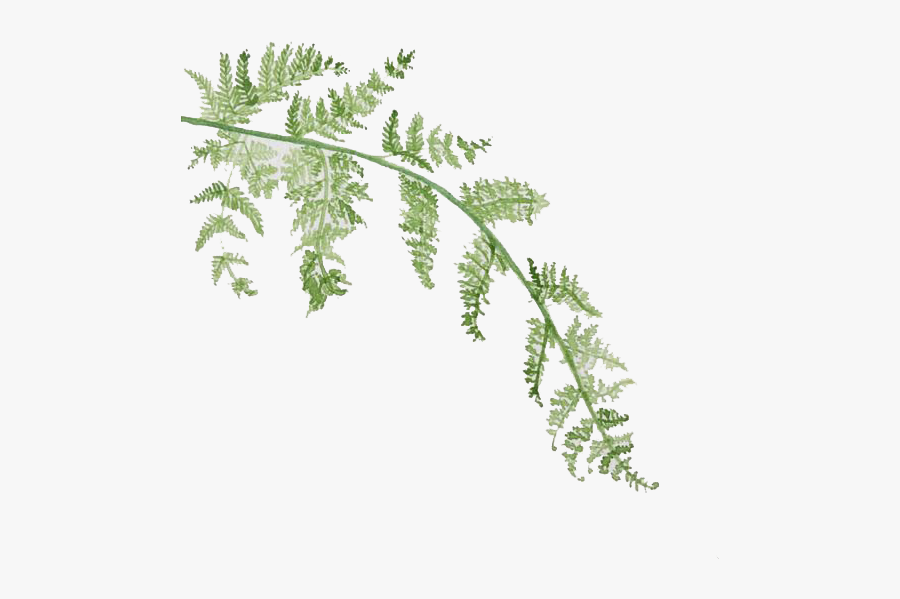 Watercolor Painting Leaves Leaf Free Download Png Hq - Watercolor Plants Transparent Background, Transparent Clipart