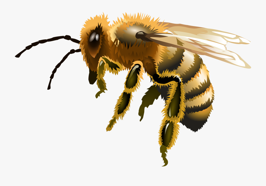 Apis Florea Worker Bee, Transparent Clipart